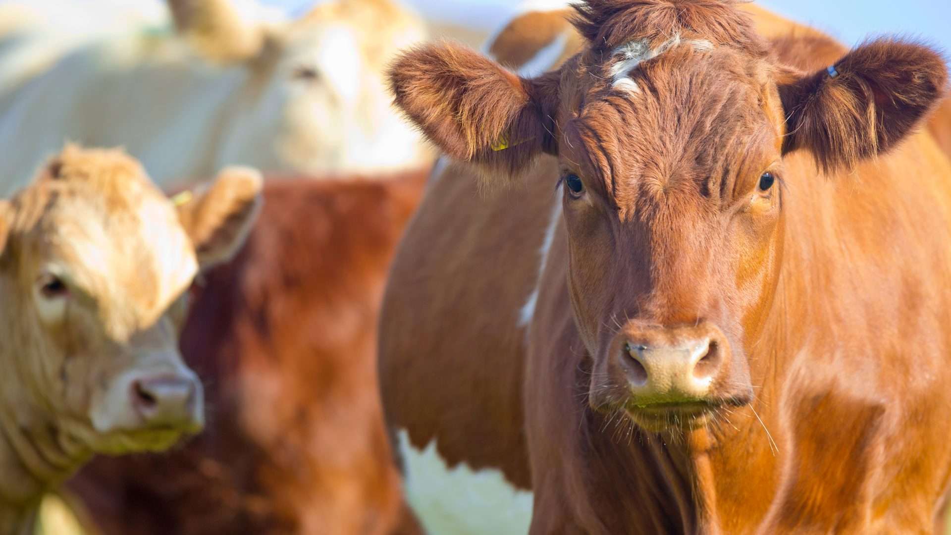 Vacas en el campo